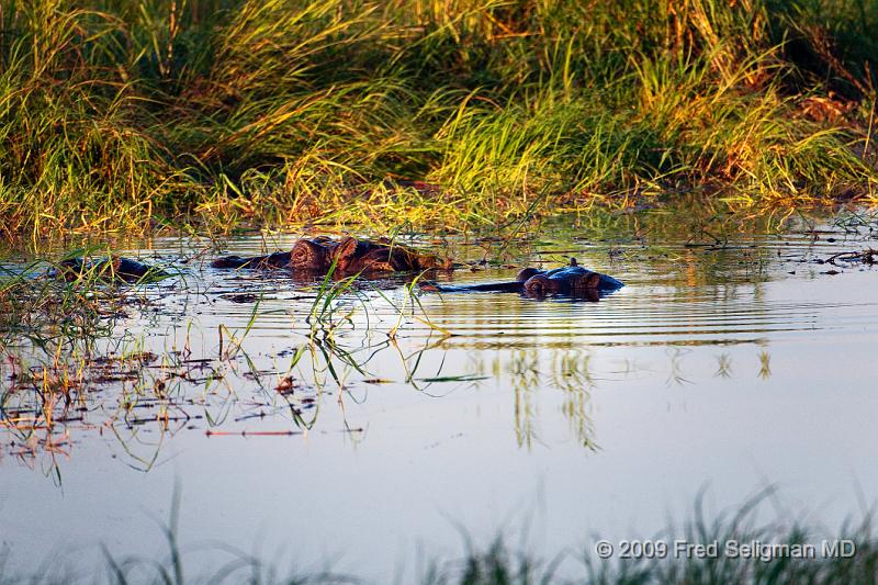 20090614_085650 D300 X1.jpg - The hippo is of tremendous size, almost as big as the white rhino and elephant.